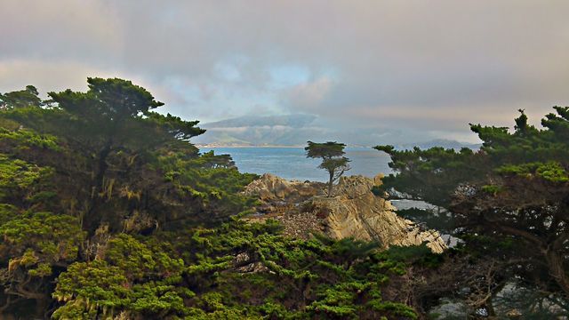 Lonely cypress at Carmel by the sea