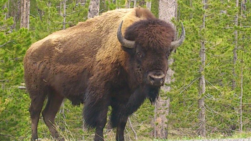 Face au bison (sans zoom)