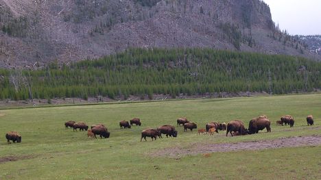 Troupeau de bisons à Yellowstone le 28 mai 2012.