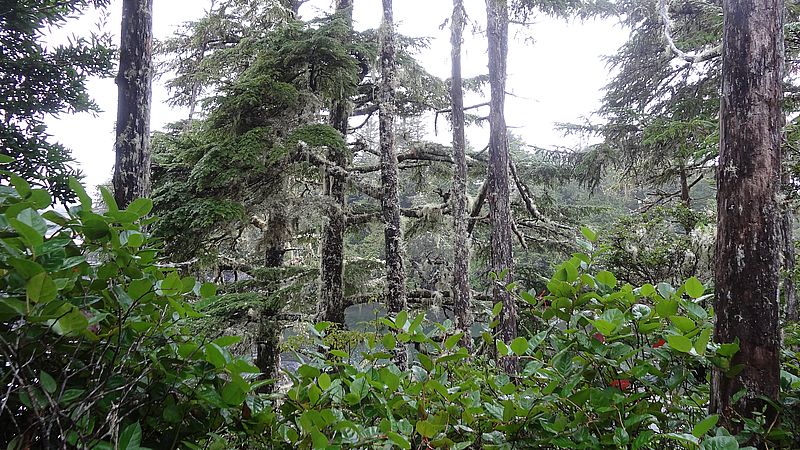 Forêt pluviale avec lichens