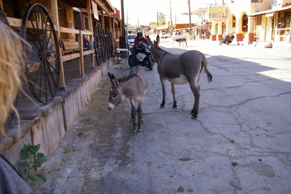 Mules à Oatman