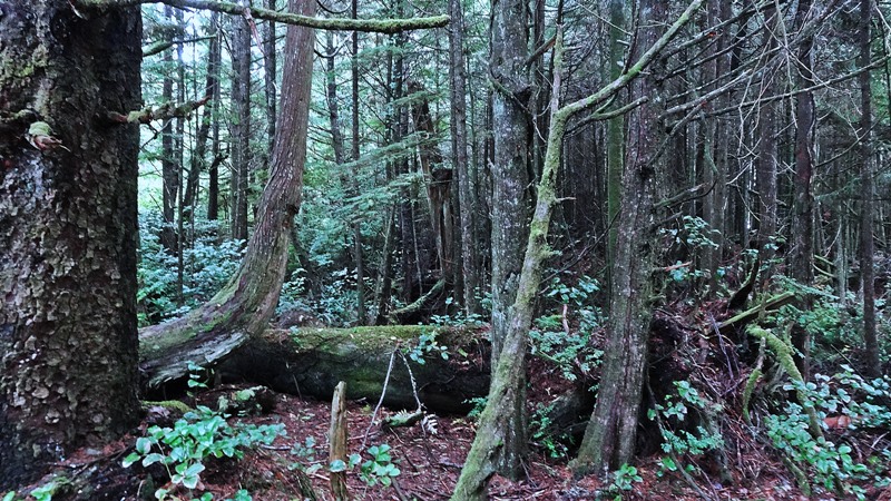 On s'est demandé pourquoi on appelait "rain forest" cet enchevêtrement d'arbres géants, debout ou couchés, de mousses, de lichens et de fougères