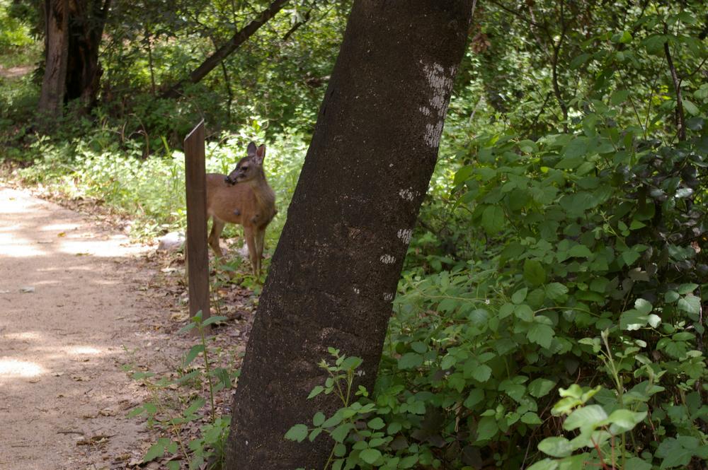 Un Bambi au State Parc de Big Sur