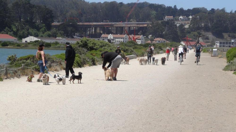 Promeneurs de chiens à San Francisco